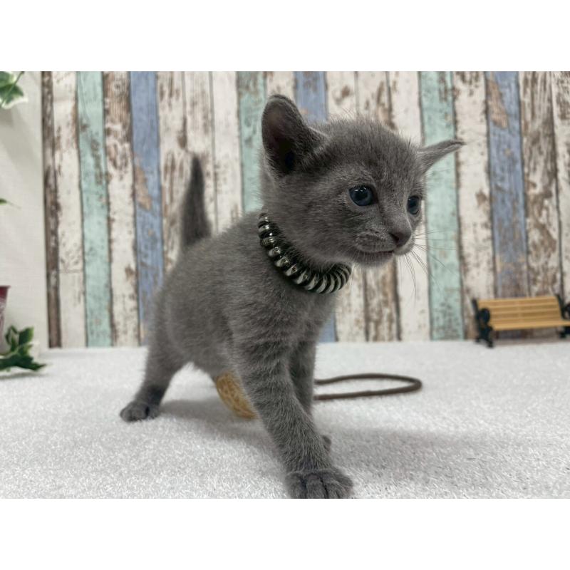 販売中の北海道のロシアンブルー-130082の5枚目