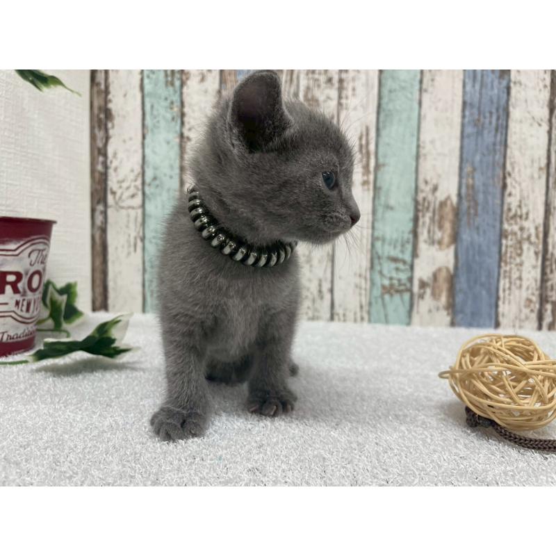 販売中の北海道のロシアンブルー-130082の4枚目