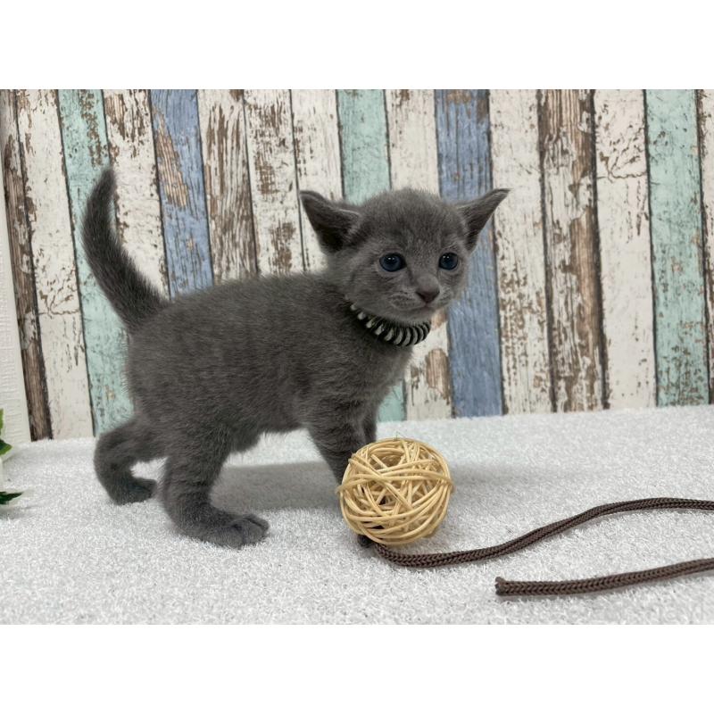 販売中の北海道のロシアンブルー-130082の3枚目