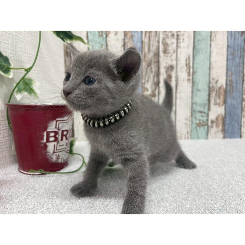 販売中の北海道のロシアンブルー-130082の2枚目