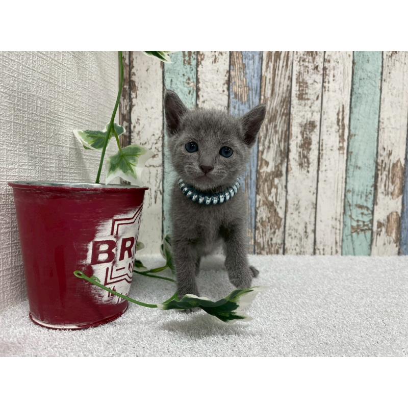 販売中の北海道のロシアンブルー-130083の6枚目