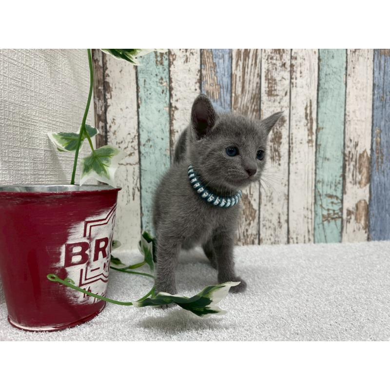 販売中の北海道のロシアンブルー-130083の5枚目