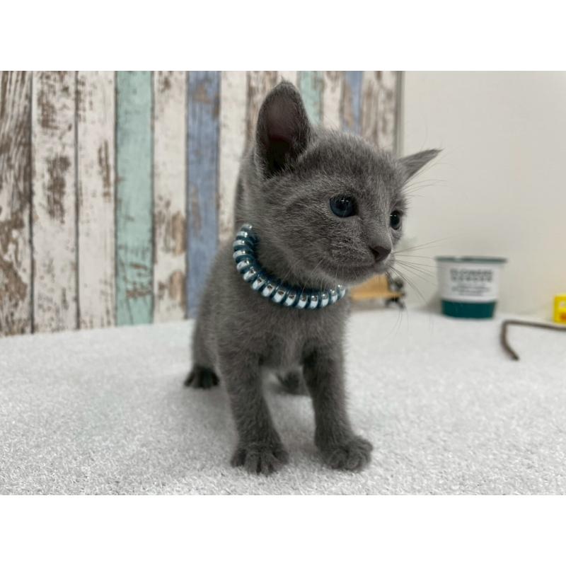 販売中の北海道のロシアンブルー-130083の4枚目