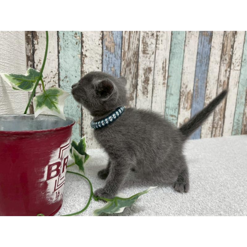 販売中の北海道のロシアンブルー-130083の3枚目