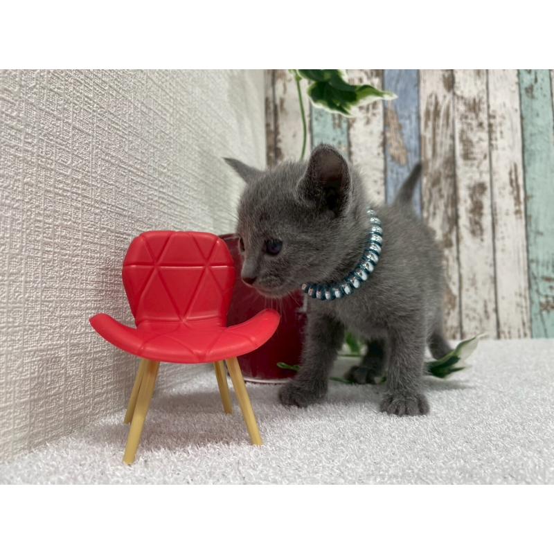 販売中の北海道のロシアンブルー-130083の2枚目