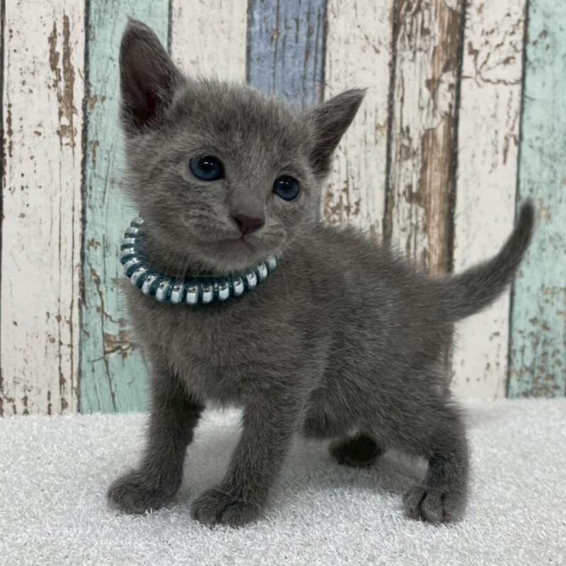 販売中の北海道のロシアンブルー-130083