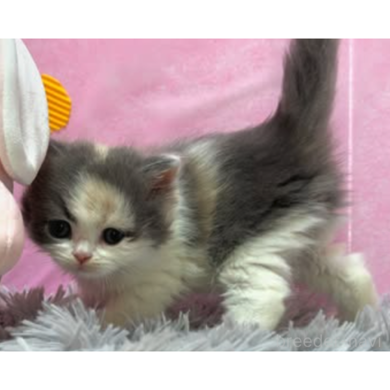 販売中の愛知県のスコティッシュフォールド-130084の2枚目