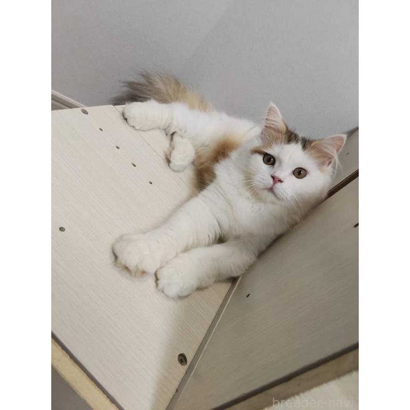 販売中の熊本県のラガマフィン-130085の5枚目