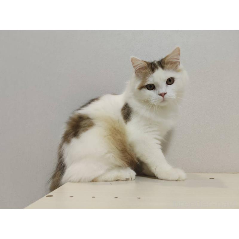 販売中の熊本県のラガマフィン-130085の4枚目