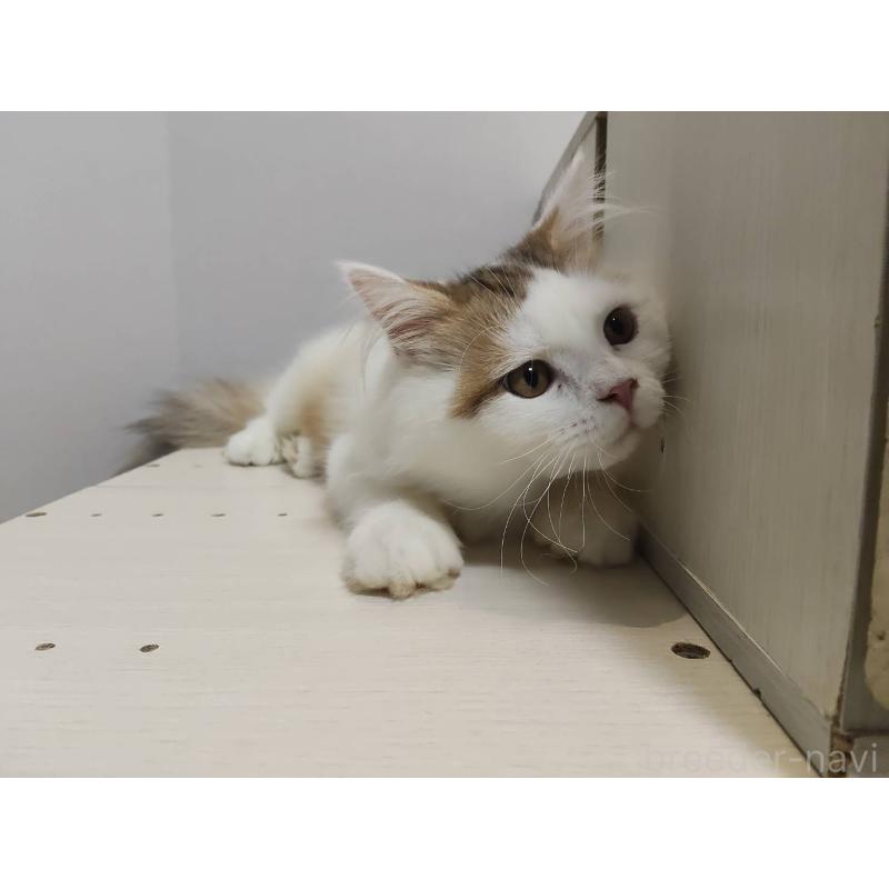 販売中の熊本県のラガマフィン-130085の3枚目