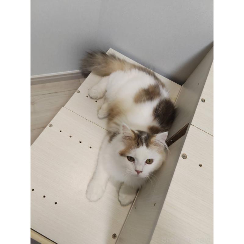 販売中の熊本県のラガマフィン-130085の2枚目