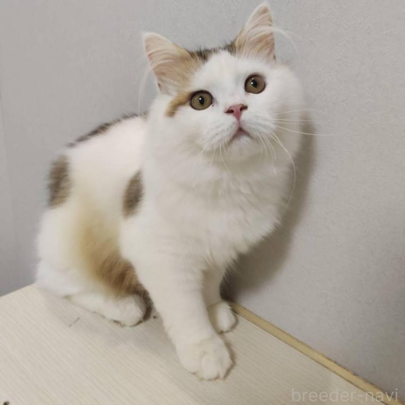 販売中の熊本県のラガマフィン-130085