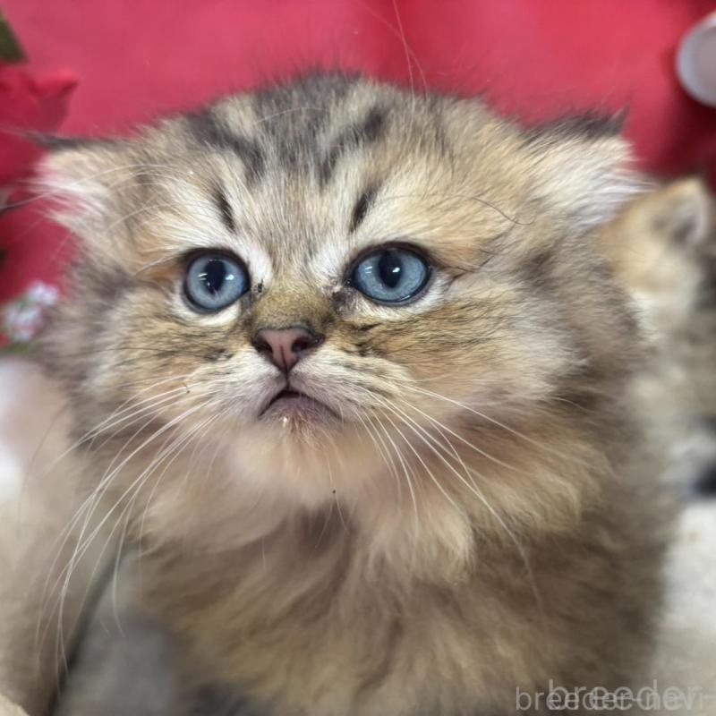 販売中の愛知県のミヌエット(短足)-130088の1枚目