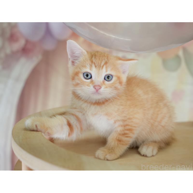 販売中の千葉県のマンチカン-130090の8枚目