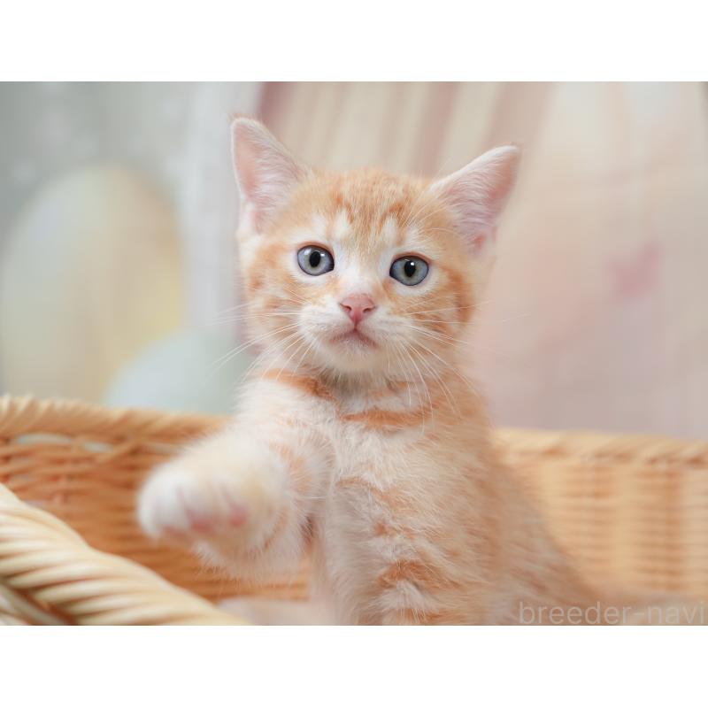 販売中の千葉県のマンチカン-130090の1枚目