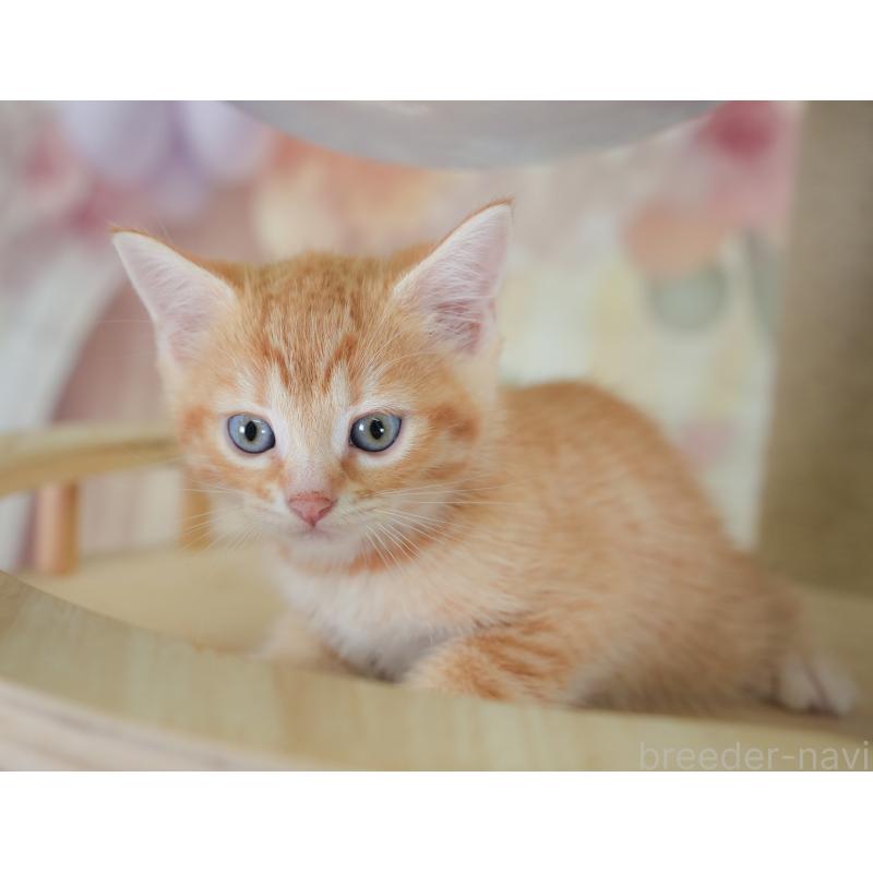 販売中の千葉県のマンチカン-130090の7枚目