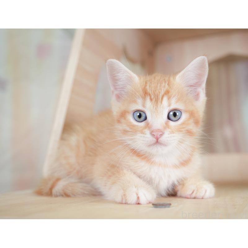 販売中の千葉県のマンチカン-130090の6枚目