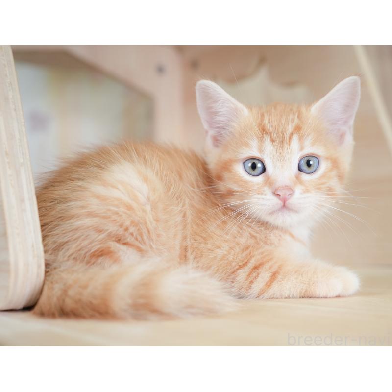 販売中の千葉県のマンチカン-130090の5枚目