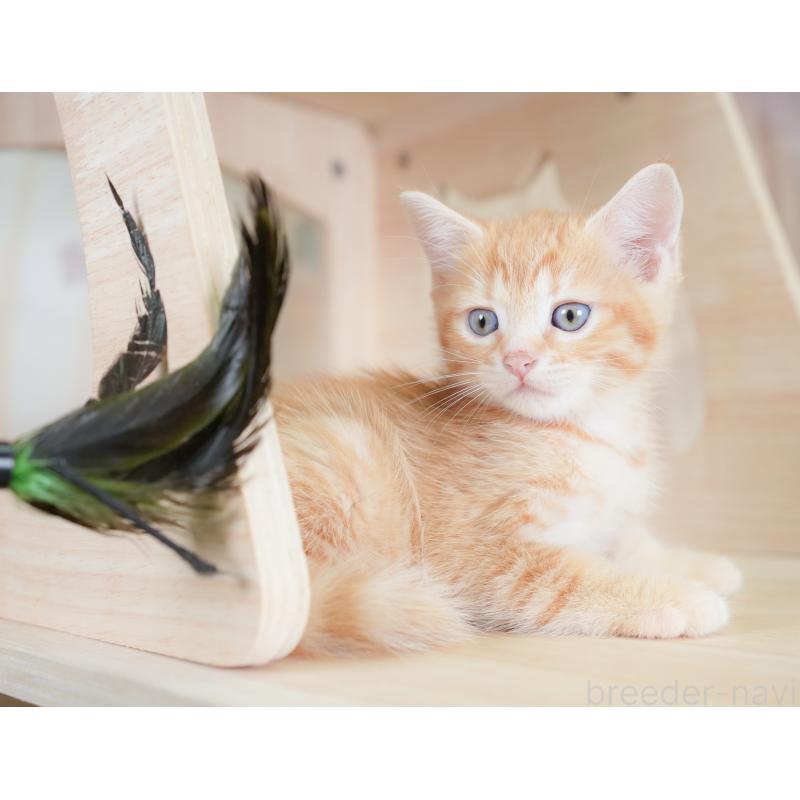 販売中の千葉県のマンチカン-130090の4枚目