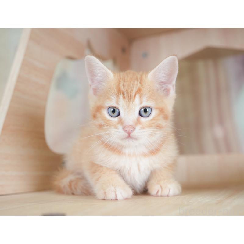 販売中の千葉県のマンチカン-130090の3枚目