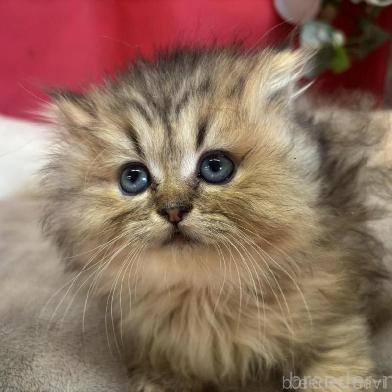 販売中の愛知県のミヌエット(短足)-130091