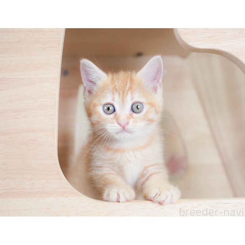 販売中の千葉県のマンチカン-130093の1枚目