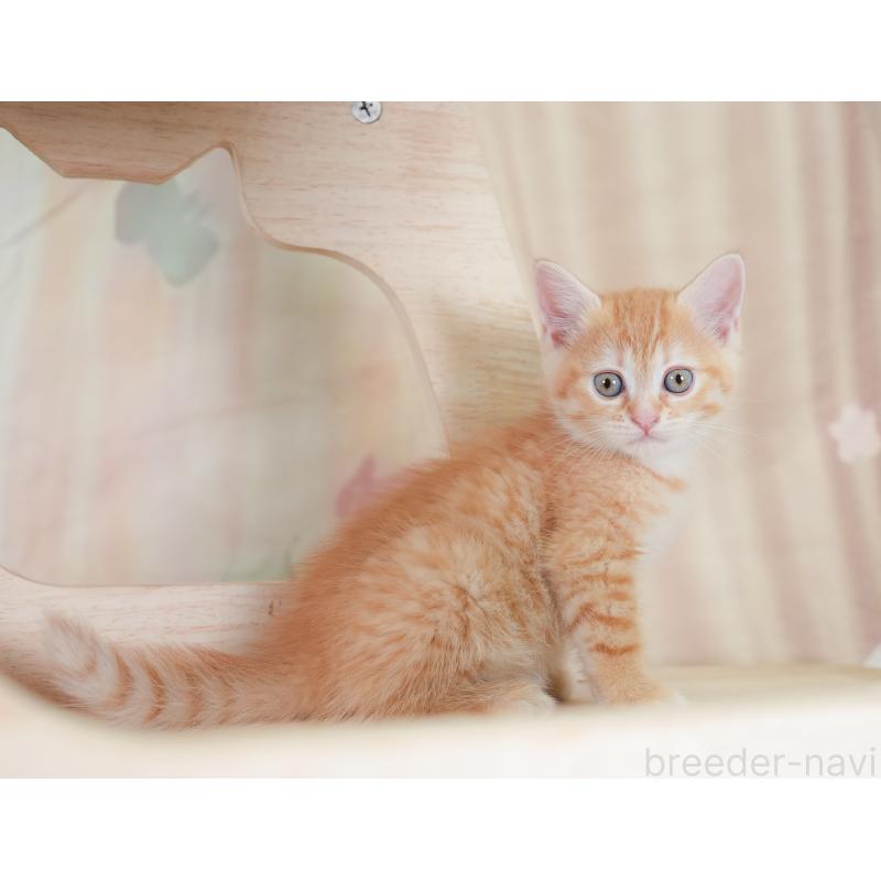 販売中の千葉県のマンチカン-130093の5枚目