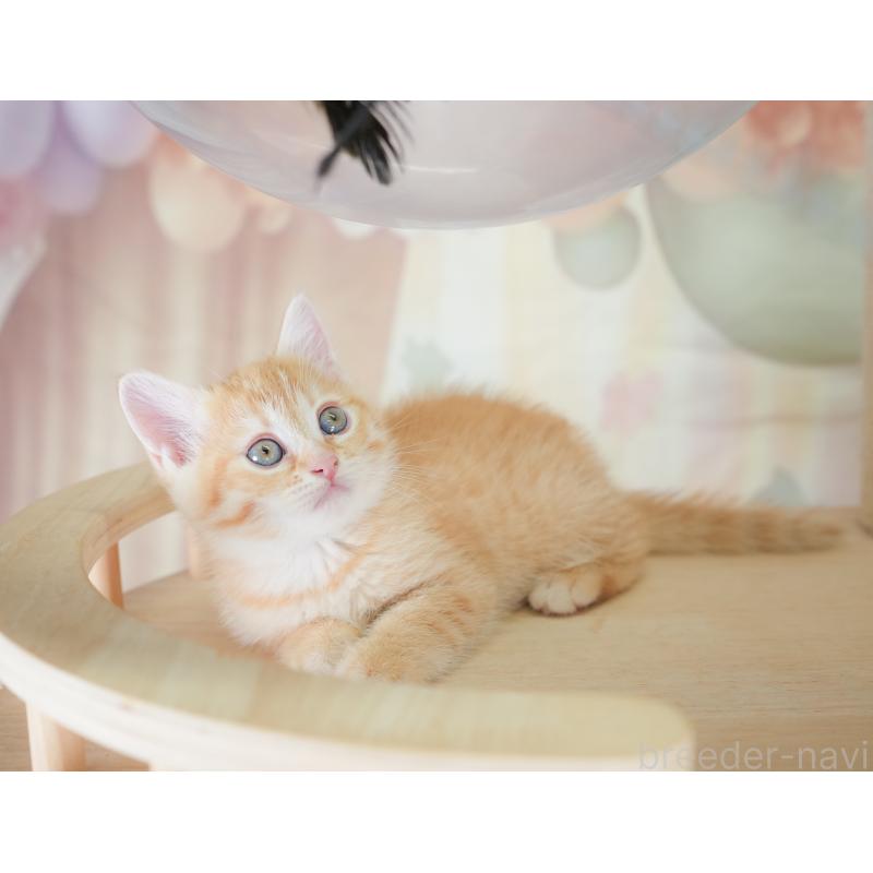 販売中の千葉県のマンチカン-130093の4枚目