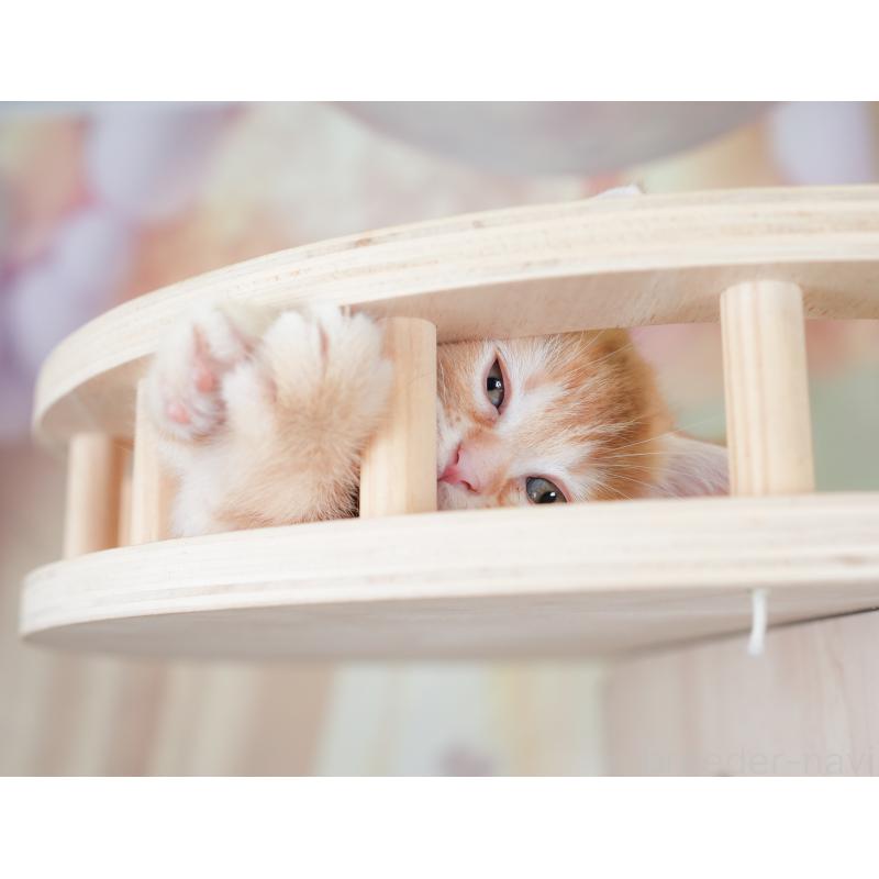 販売中の千葉県のマンチカン-130093の3枚目