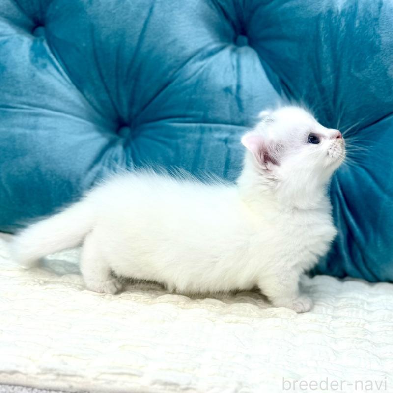 販売中の鹿児島県のキンカロー-130095の15枚目