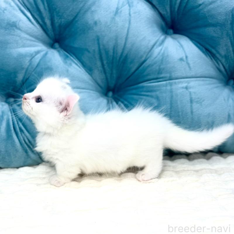 販売中の鹿児島県のキンカロー-130095の14枚目