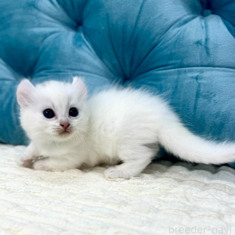 販売中の鹿児島県のキンカロー-130095の13枚目