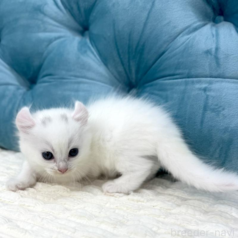 販売中の鹿児島県のキンカロー-130095の12枚目