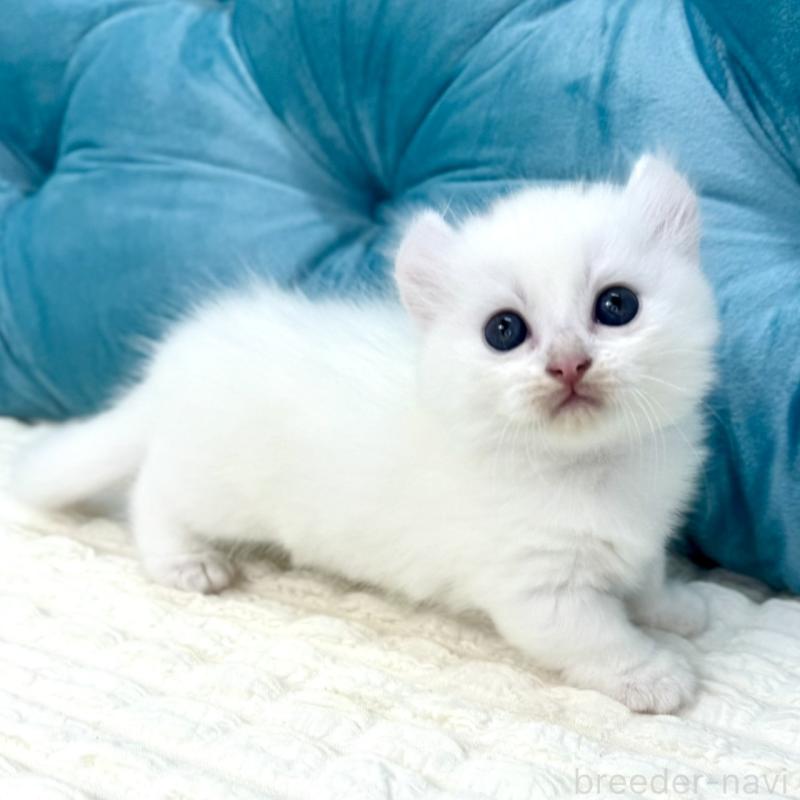 販売中の鹿児島県のキンカロー-130095の11枚目