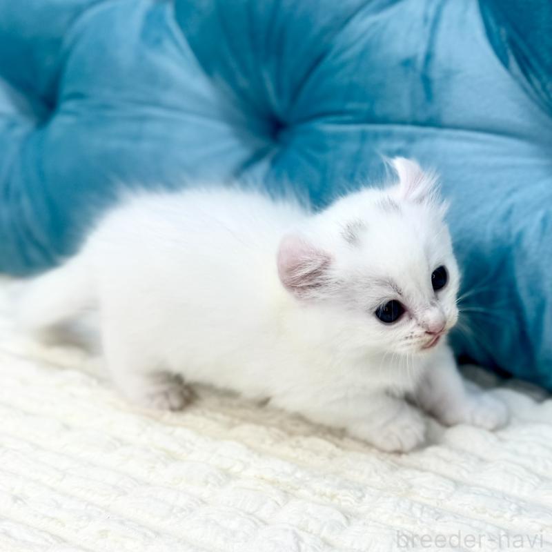 販売中の鹿児島県のキンカロー-130095の10枚目