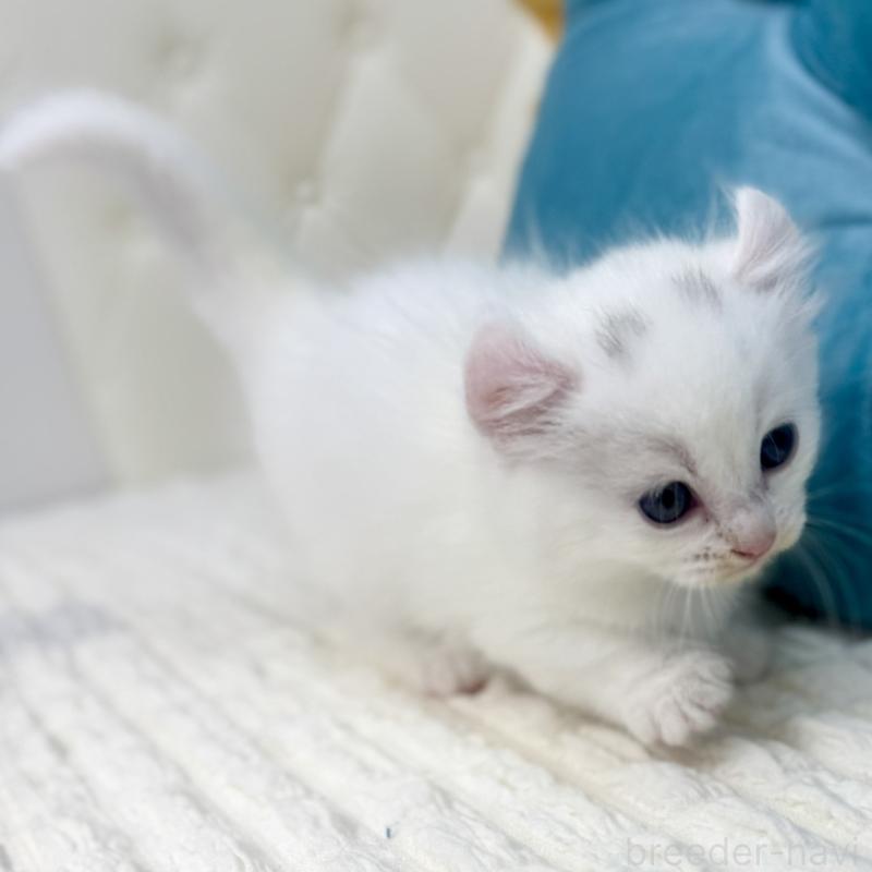 販売中の鹿児島県のキンカロー-130095の9枚目