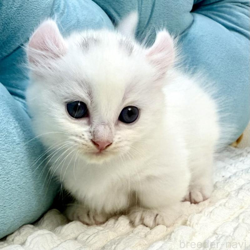 販売中の鹿児島県のキンカロー-130095の7枚目