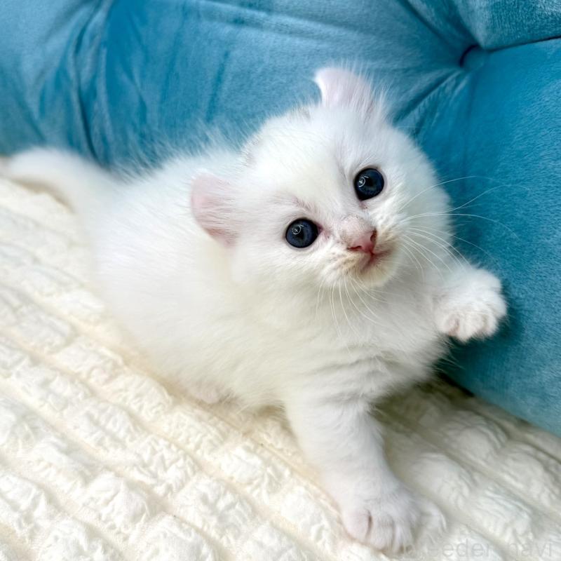 販売中の鹿児島県のキンカロー-130095の6枚目