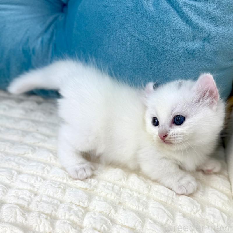 販売中の鹿児島県のキンカロー-130095の5枚目