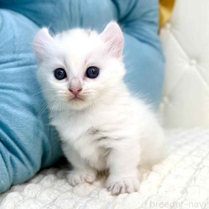 販売中の鹿児島県のキンカロー-130095の4枚目