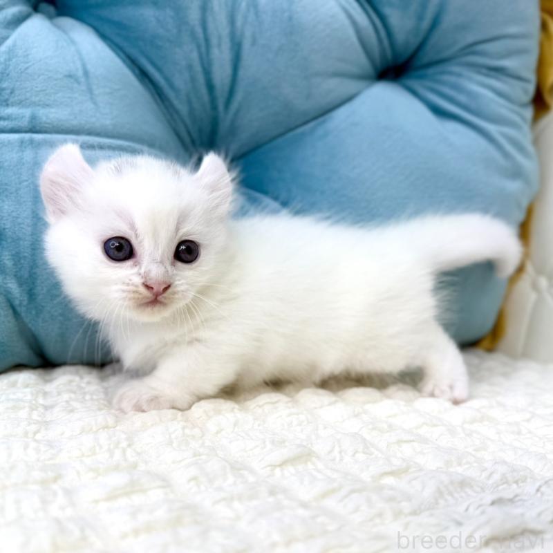 販売中の鹿児島県のキンカロー-130095の3枚目