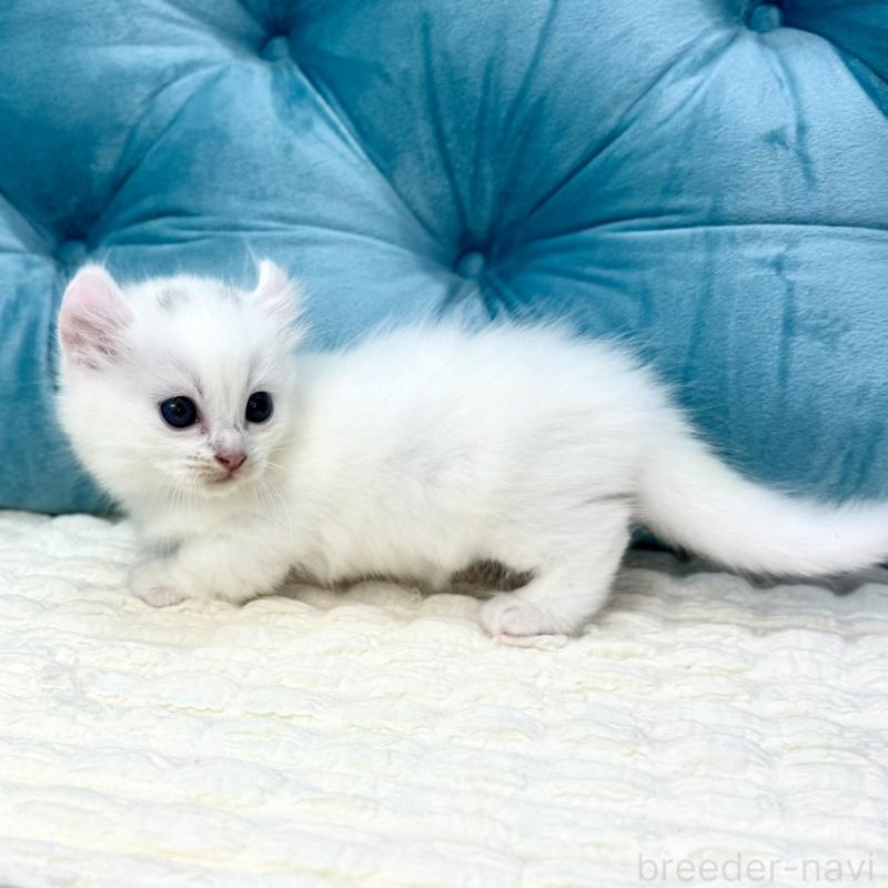 販売中の鹿児島県のキンカロー-130095の2枚目