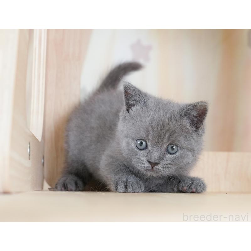 販売中の千葉県のブリティッシュショートヘア-130096の8枚目