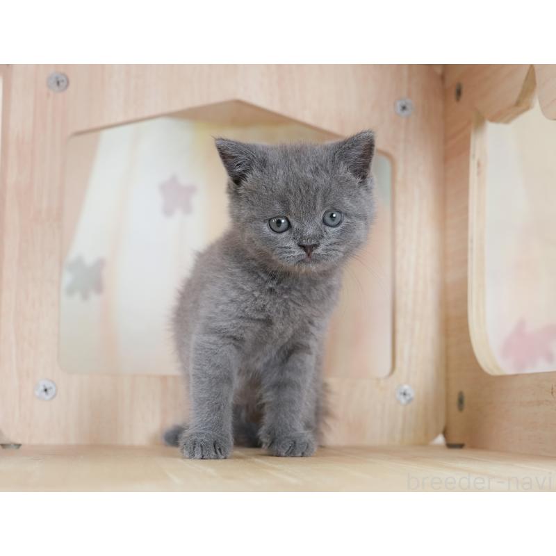 販売中の千葉県のブリティッシュショートヘア-130096の7枚目