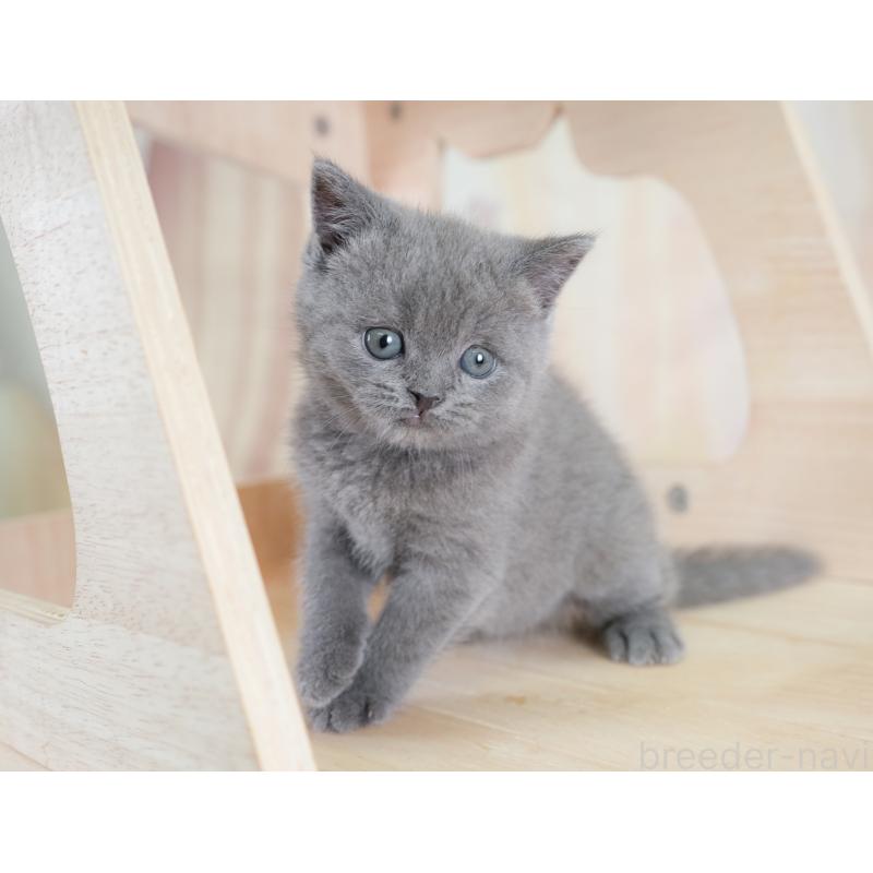 販売中の千葉県のブリティッシュショートヘア-130096の6枚目