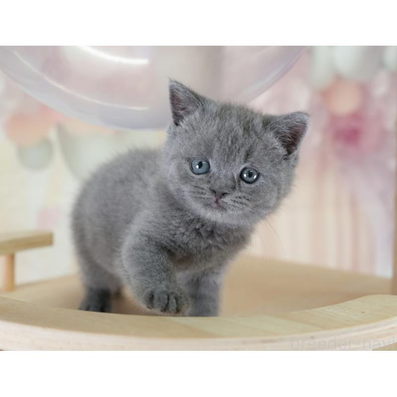 販売中の千葉県のブリティッシュショートヘア-130096