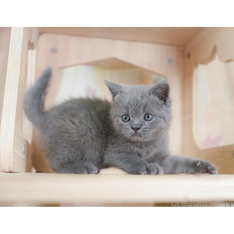 販売中の千葉県のブリティッシュショートヘア-130096の5枚目