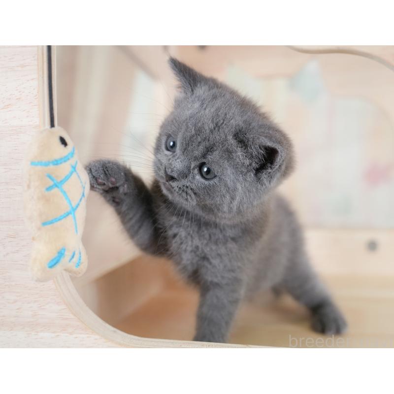 販売中の千葉県のブリティッシュショートヘア-130096の4枚目