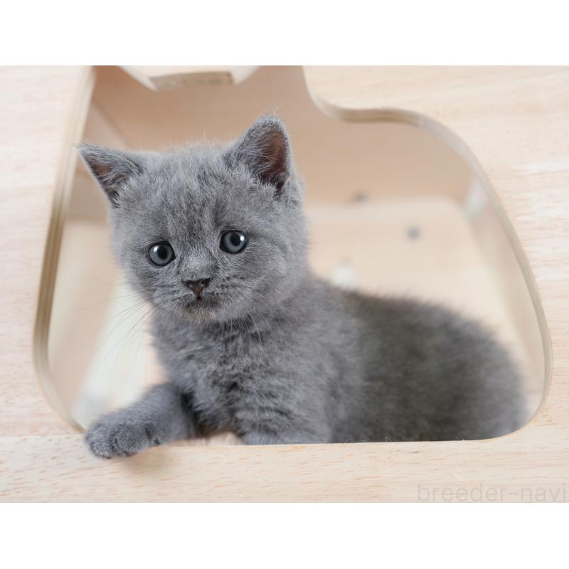 販売中の千葉県のブリティッシュショートヘア-130096の3枚目