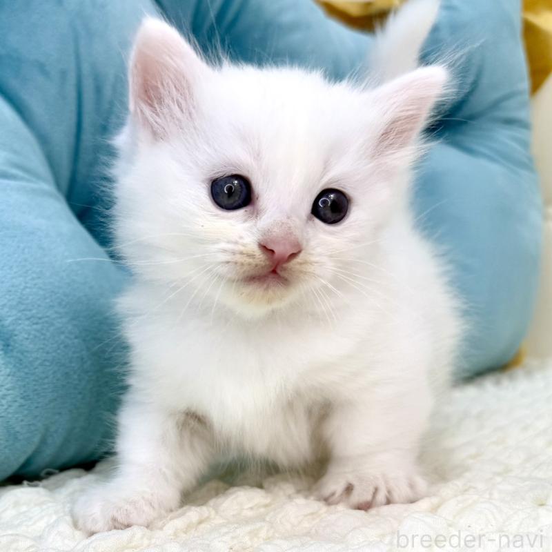 販売中の鹿児島県のキンカロー-130097の1枚目